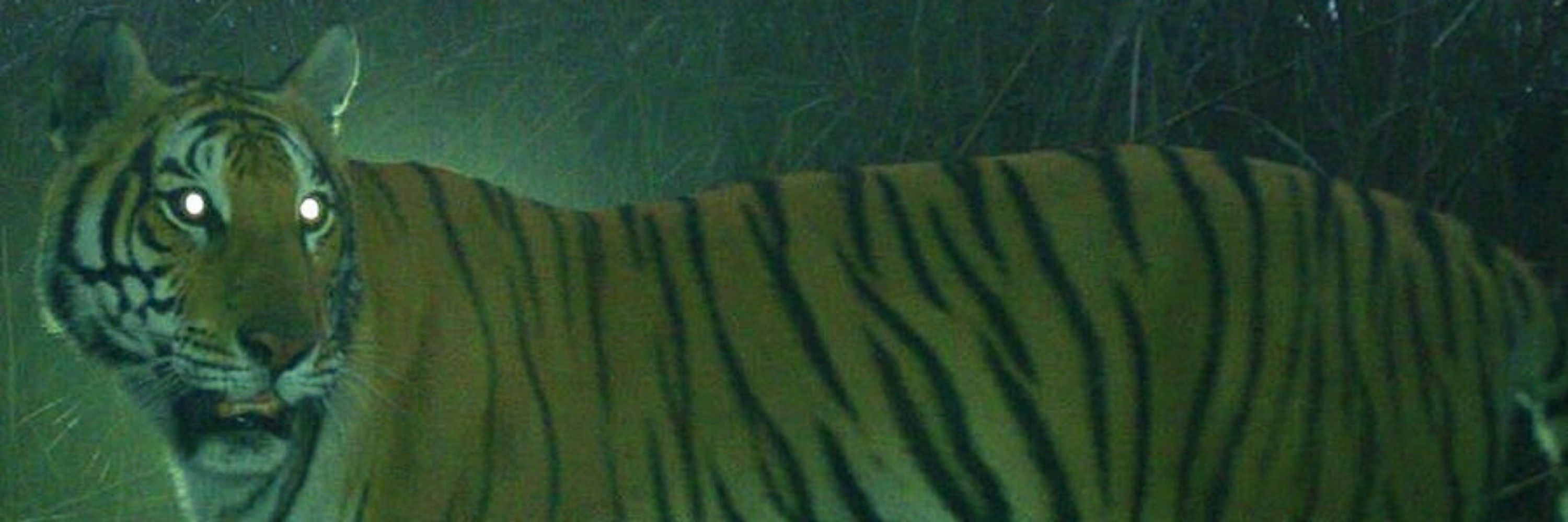 Celtic Tiger
