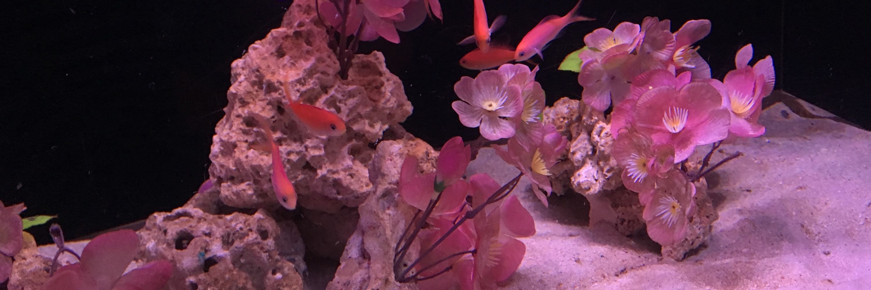 まお