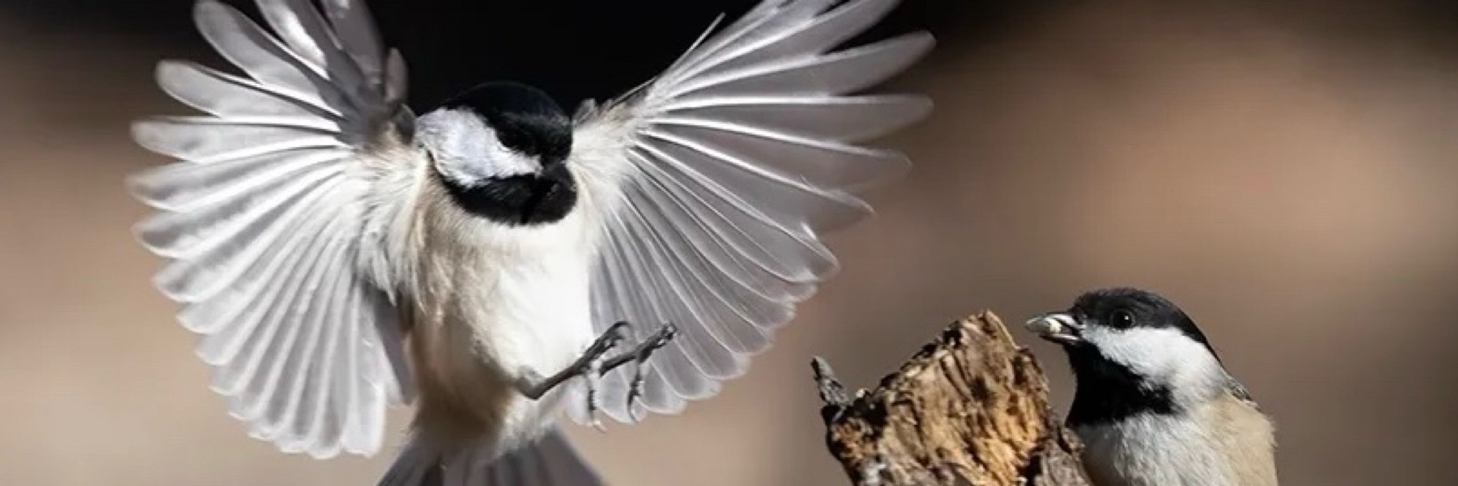 Ornitheology