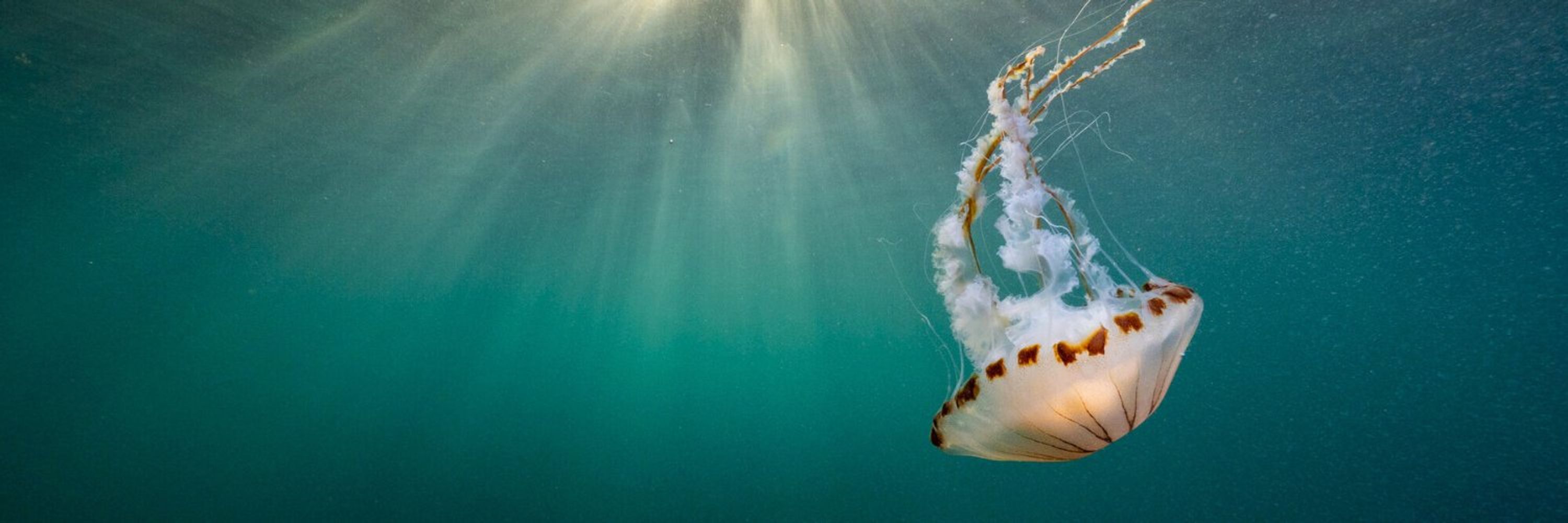 Marine Conservation Society