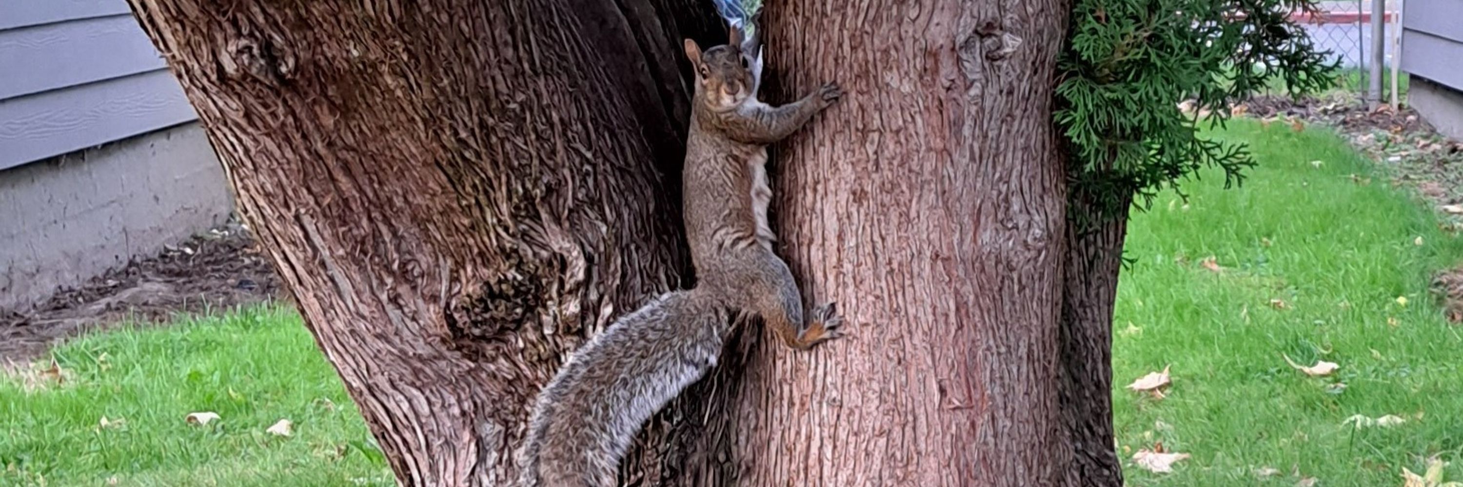 ashley squirrel