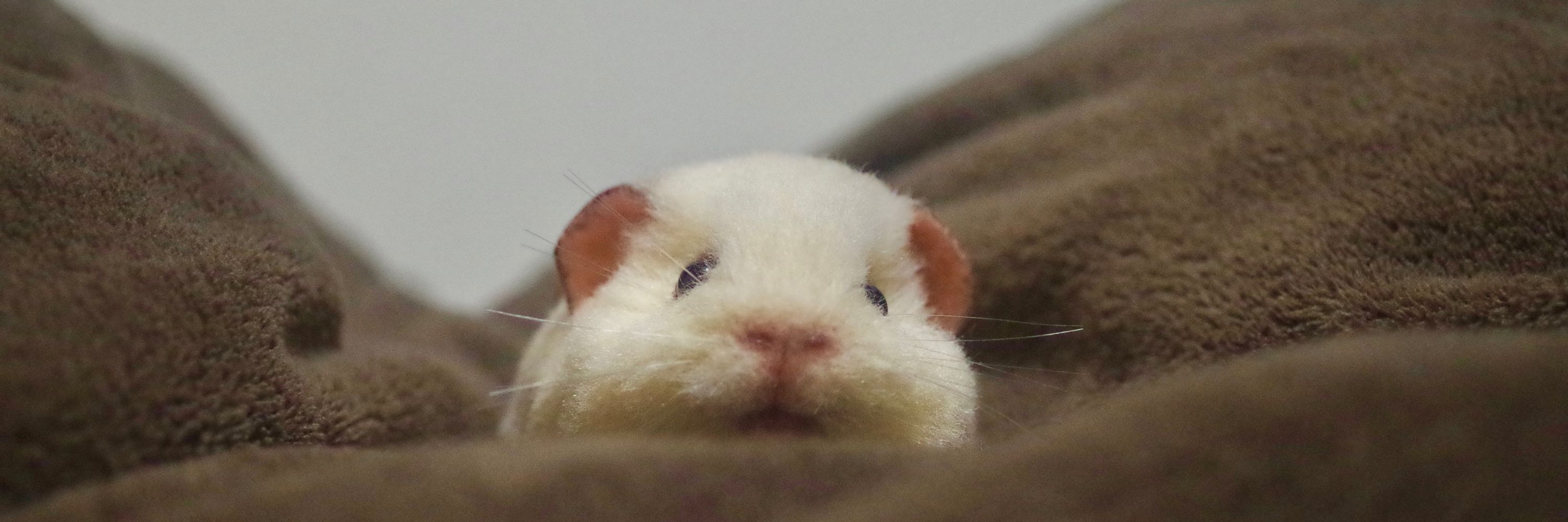ぼんど