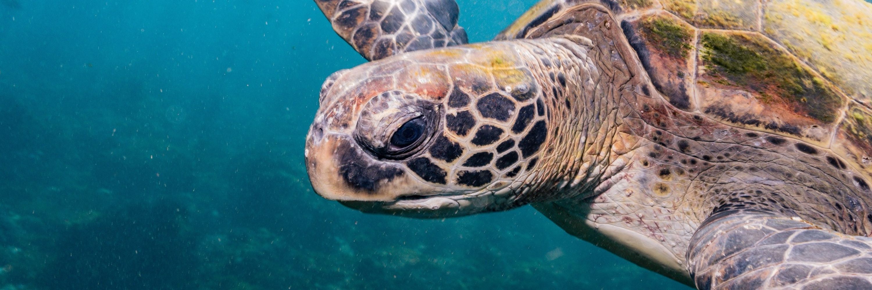 Tweed Turtle Tours