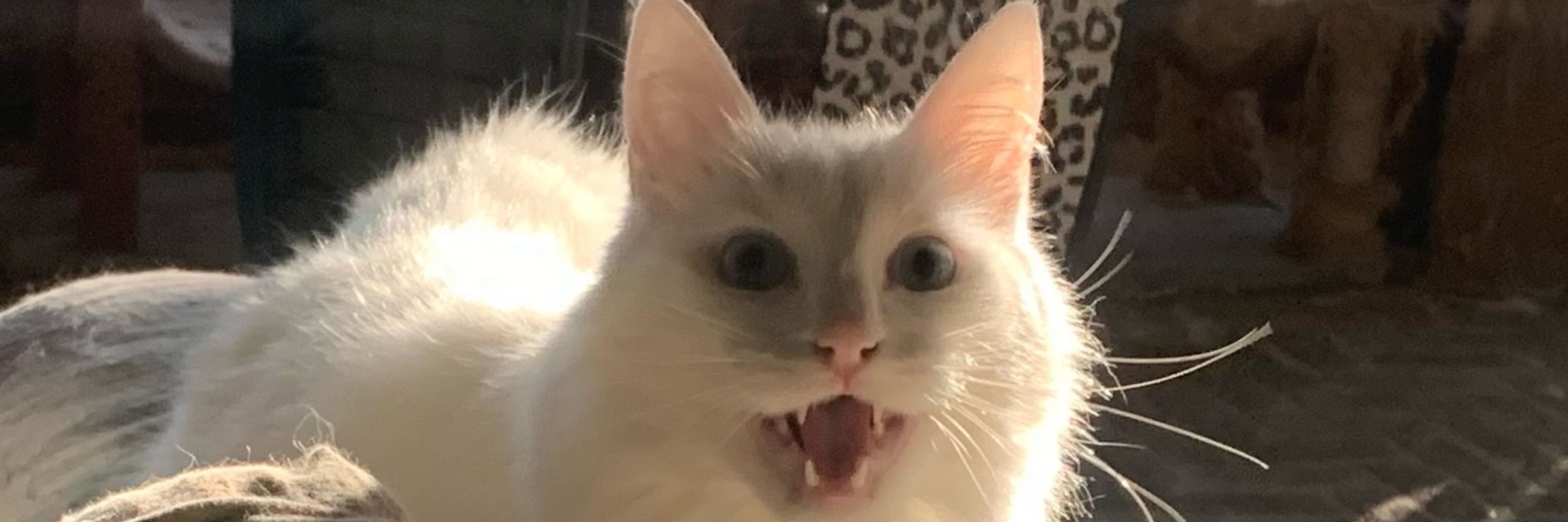 MrsDaftPrawn