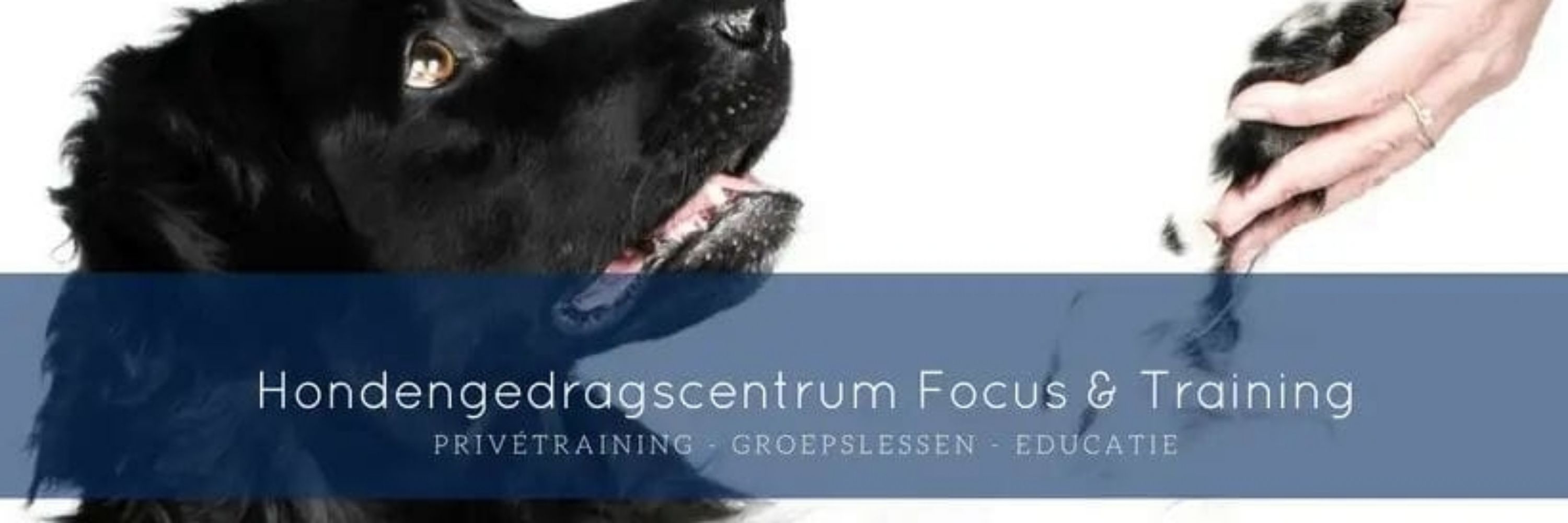 Hondengedragscentrum Focus&Training