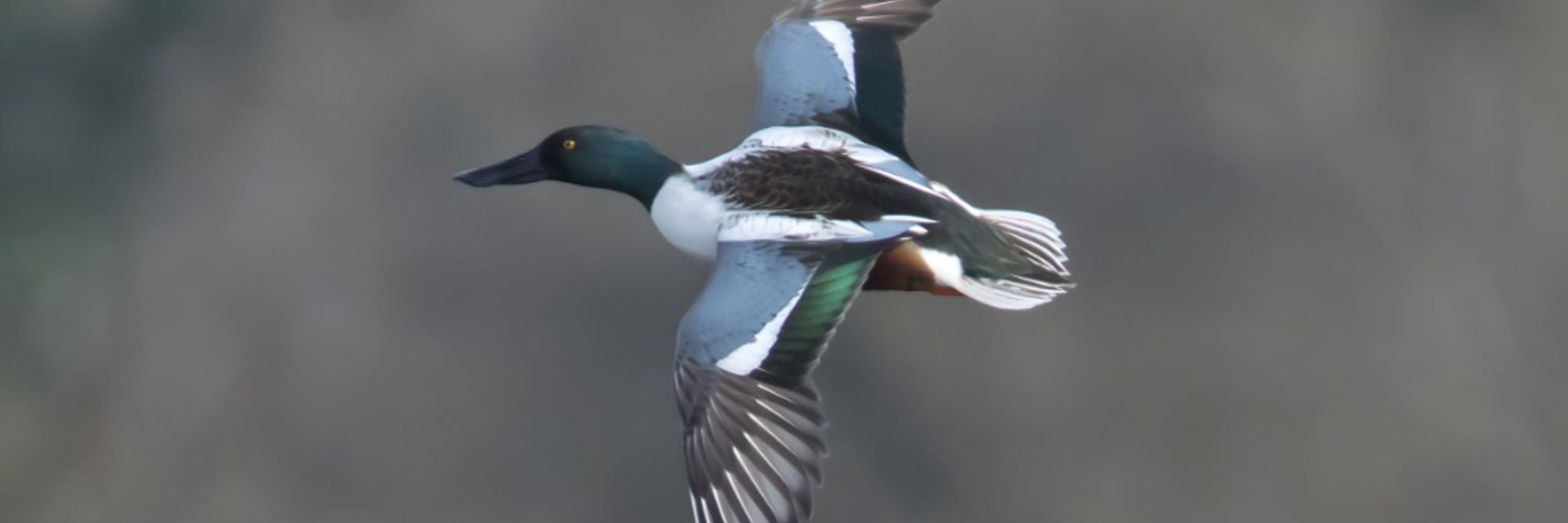 NSLbirding -Wayne Tucker