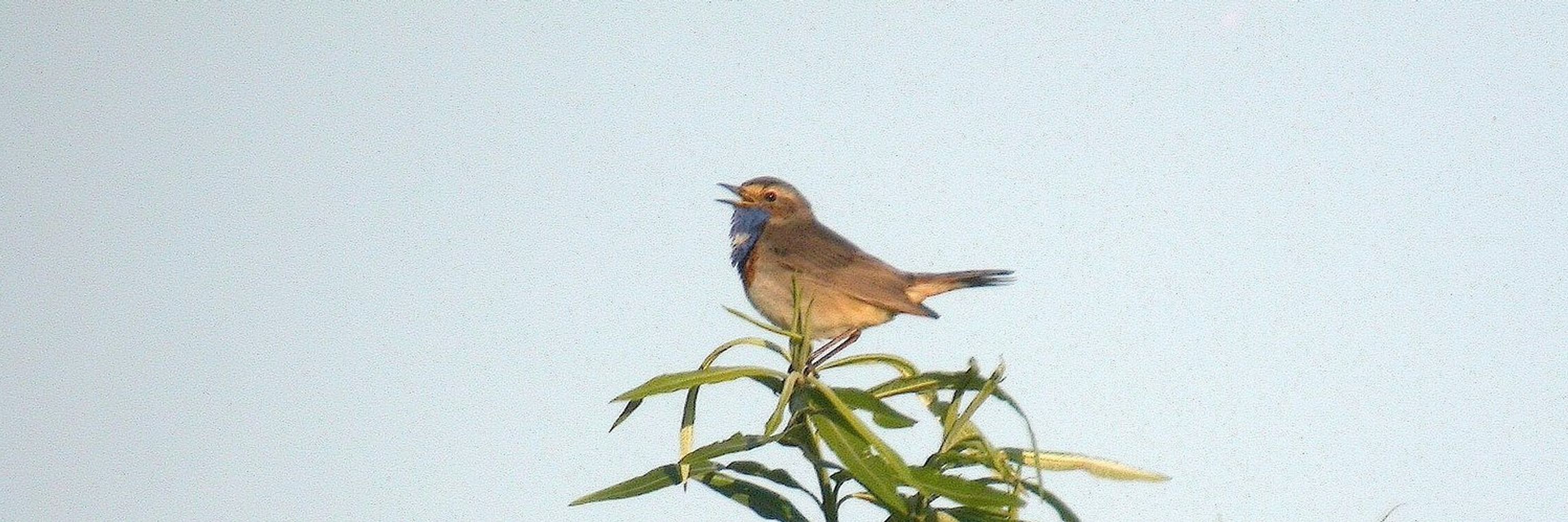 Ouse Fen Birder