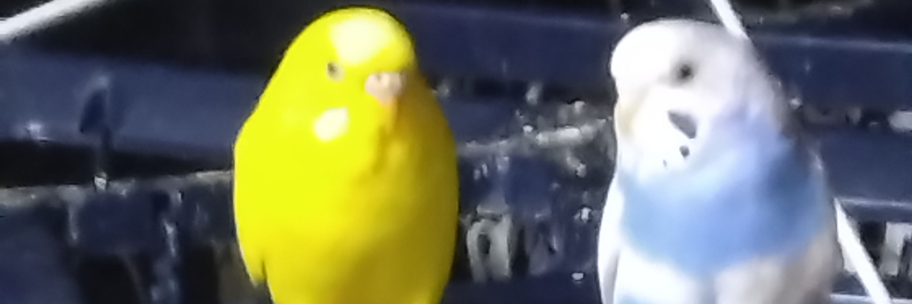 メイプル