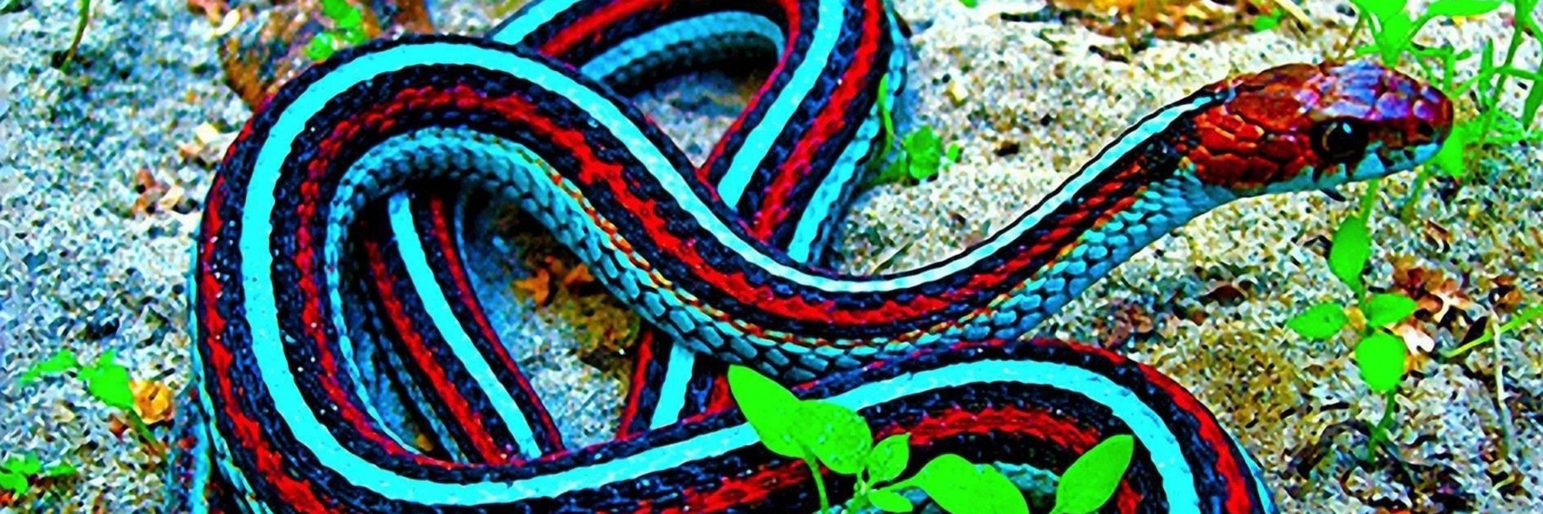 MrEdSnek