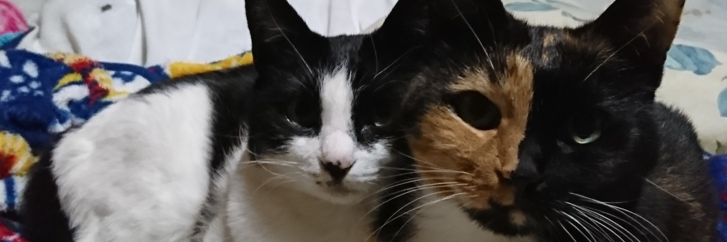 葵はるか