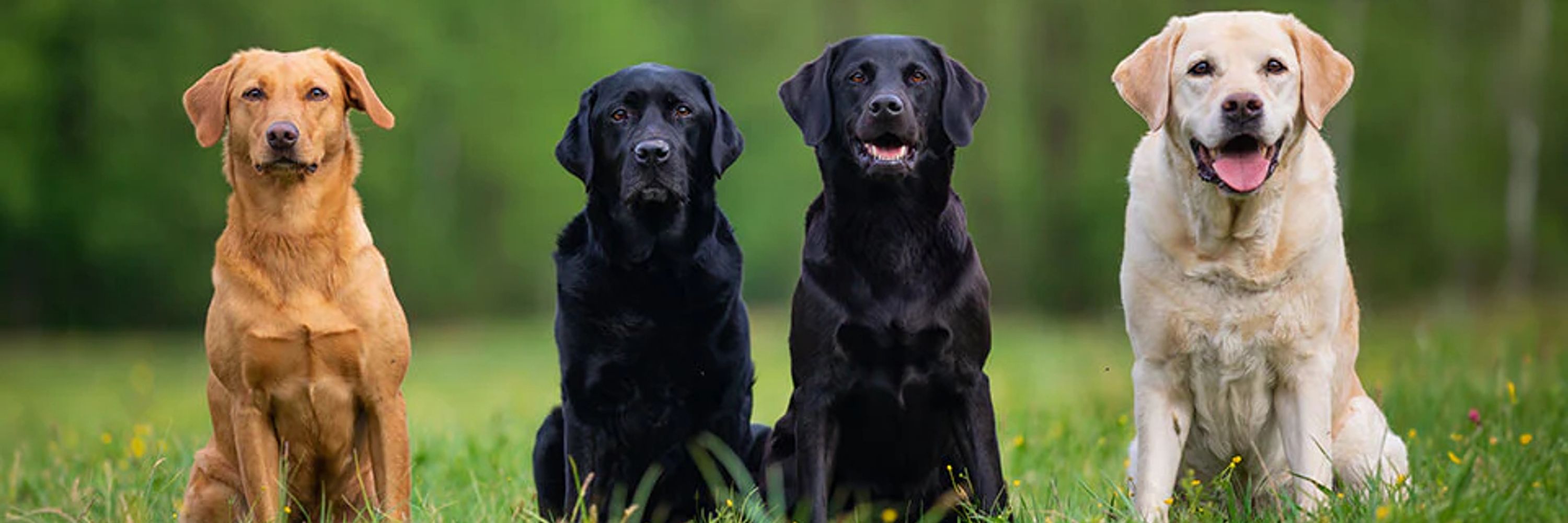 Labrador Retriever 🇺🇸🇨🇦