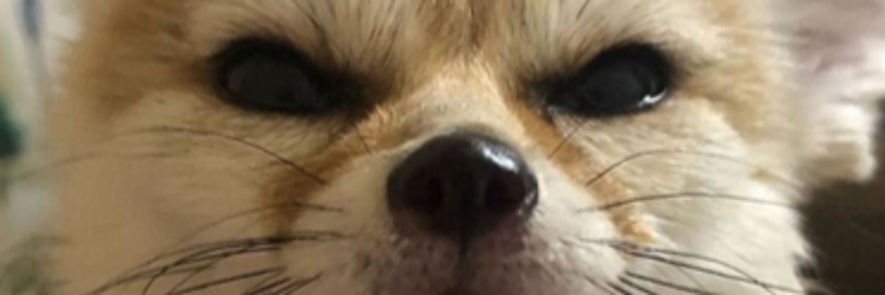 Fox Hal