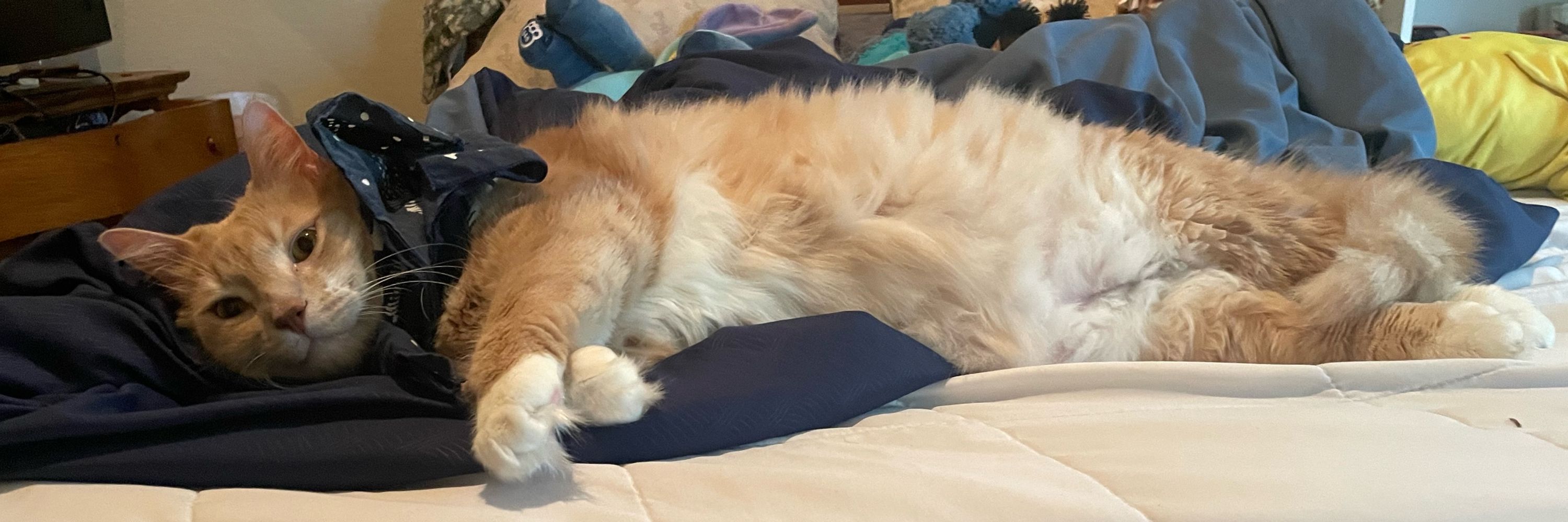 Sushicat347