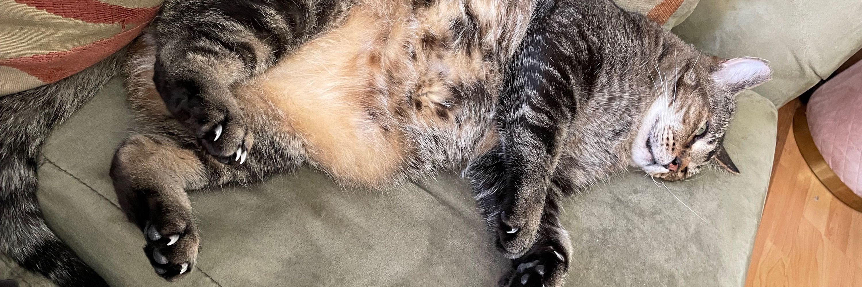 Big Mac the cat