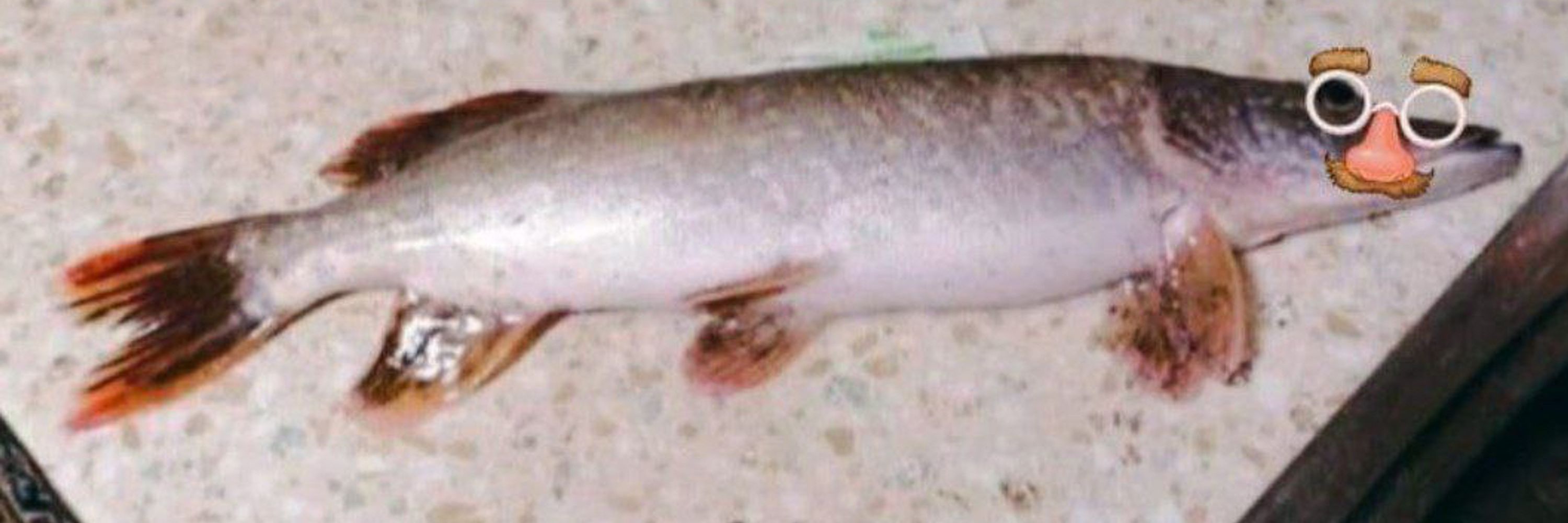 Gwoopi