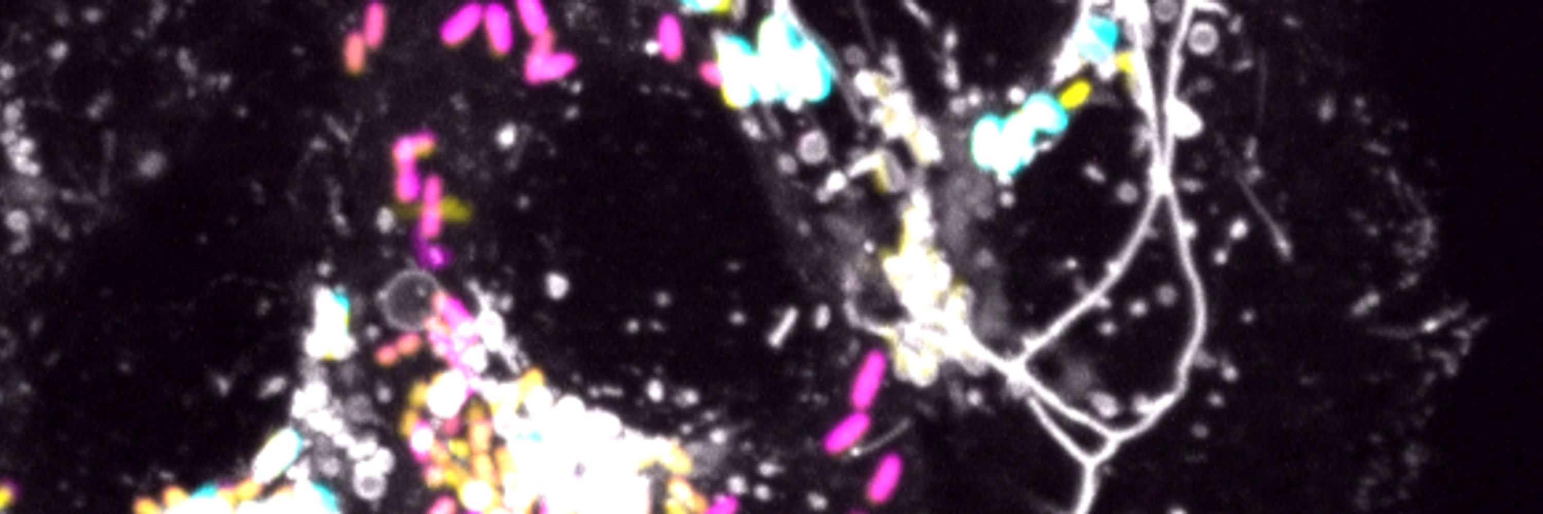 Enninga Lab