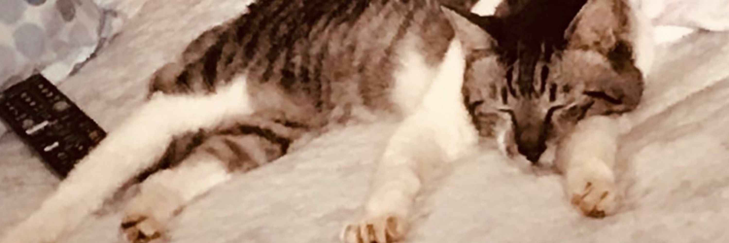 ʕ•ᴥ•ʔ