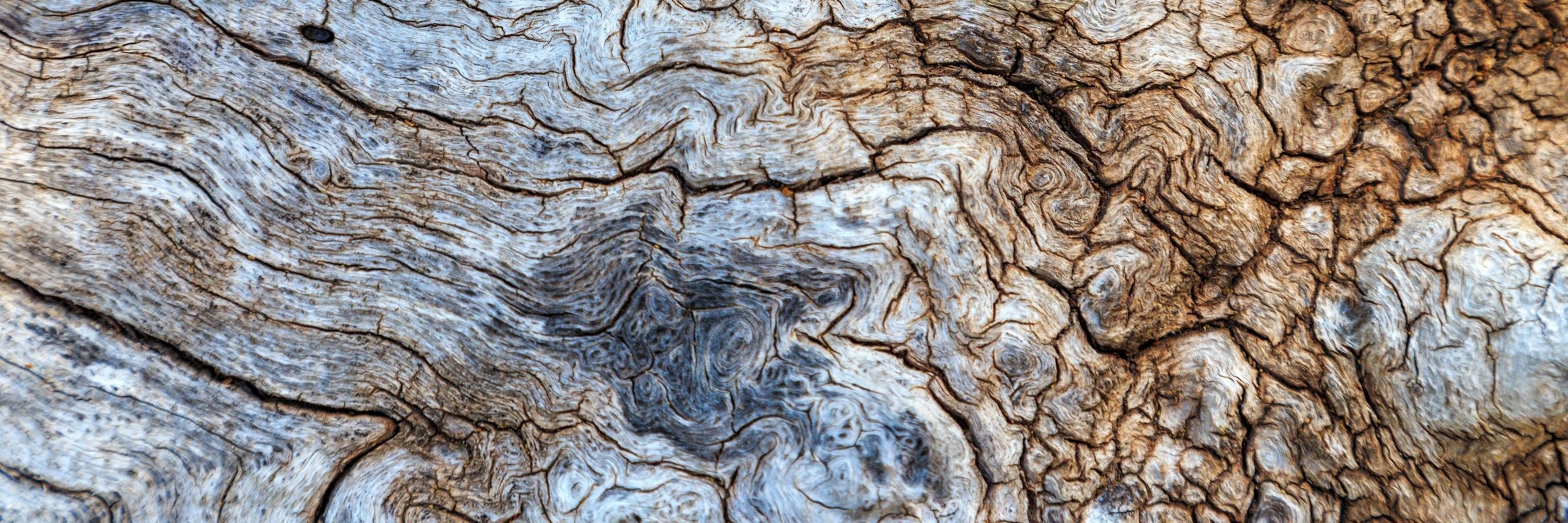 Action Oak