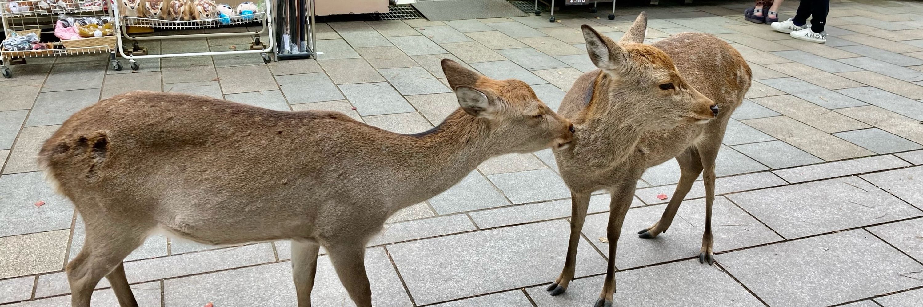 のこし