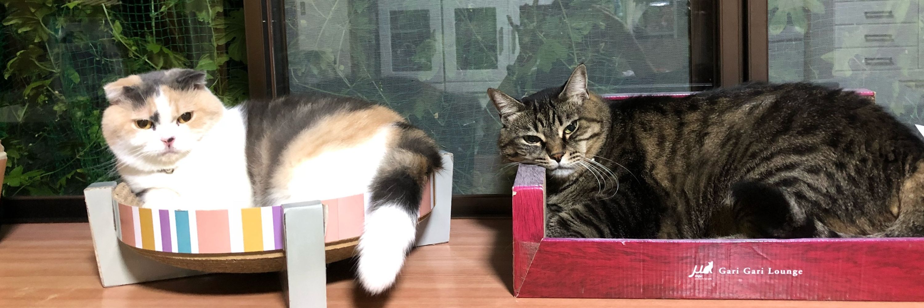 だらっクマ。