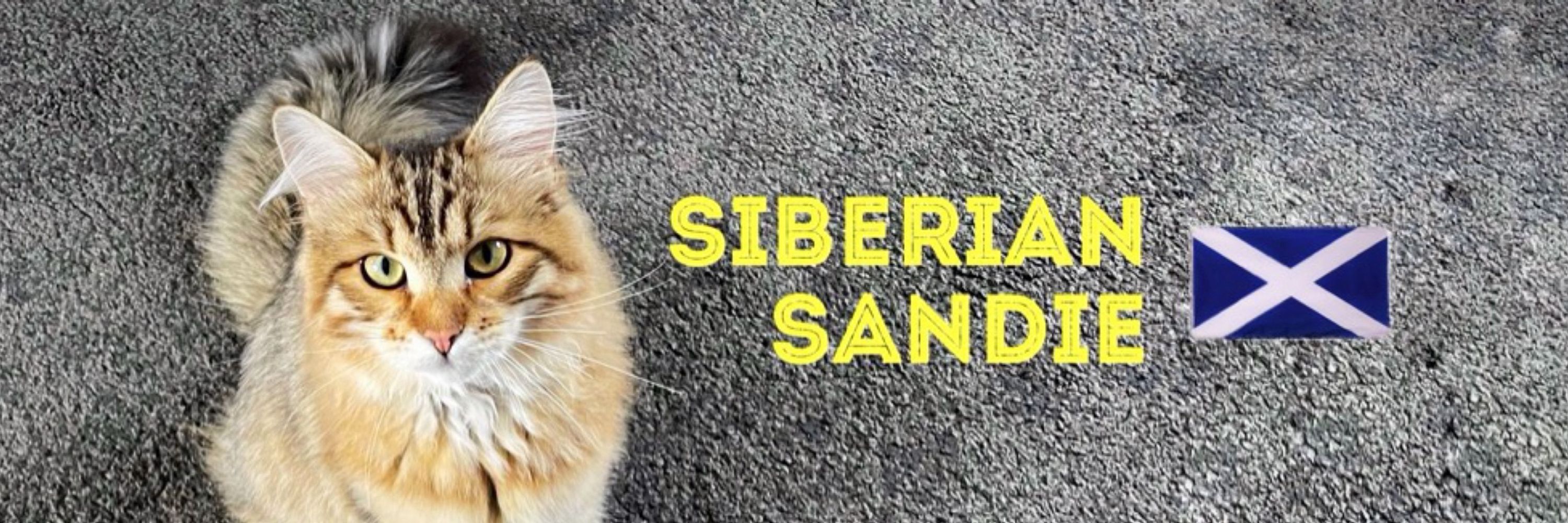 Siberian Sandie