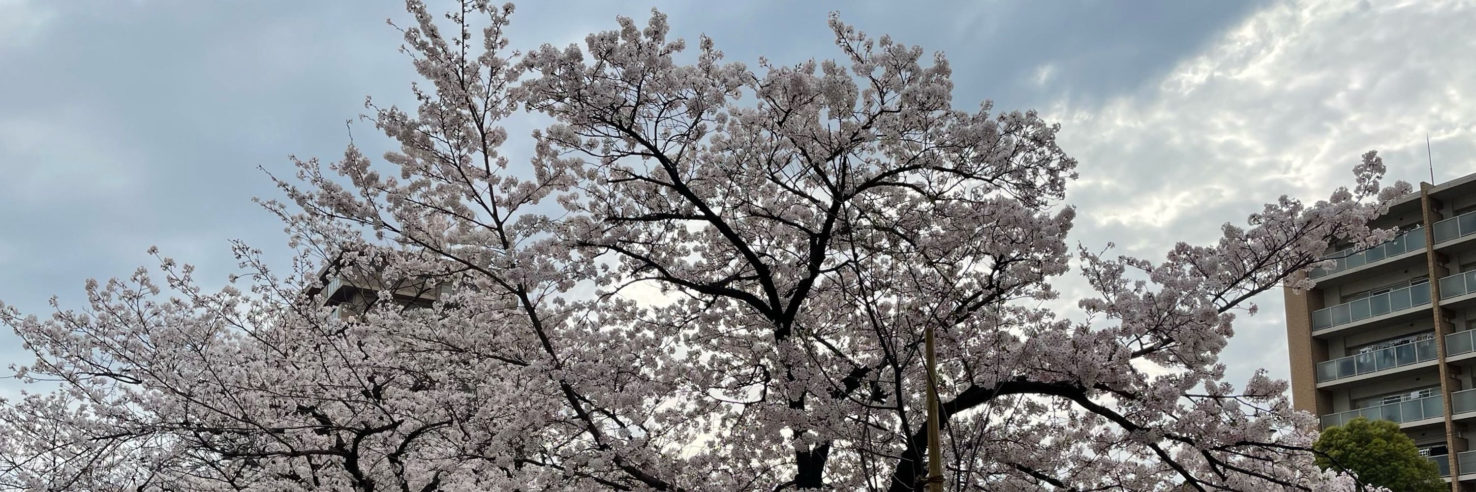 あい