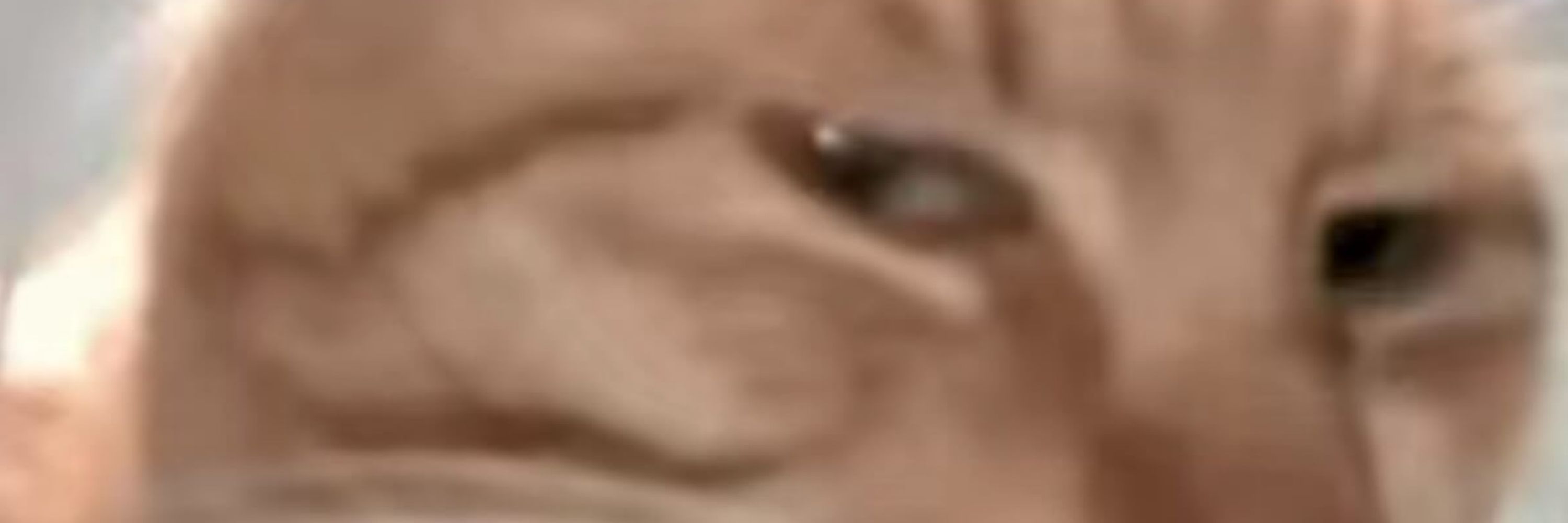 諾諾