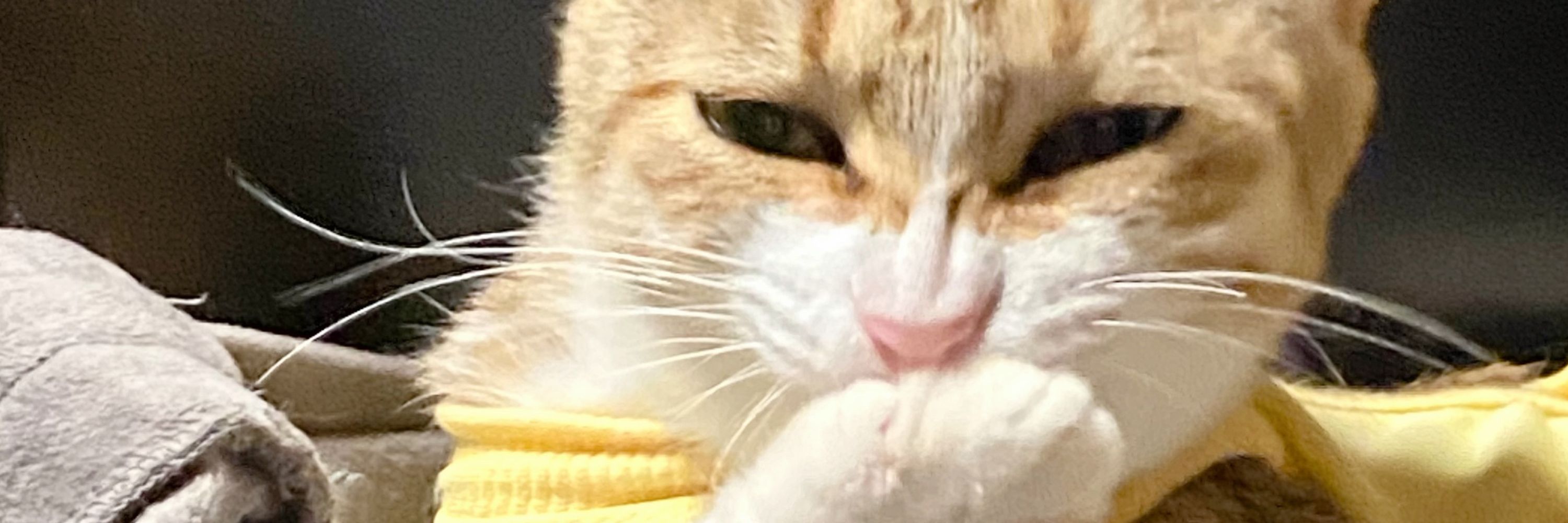 🩶🐩𝑨𝑮𝑼𝑹𝑰 🐈🤎
