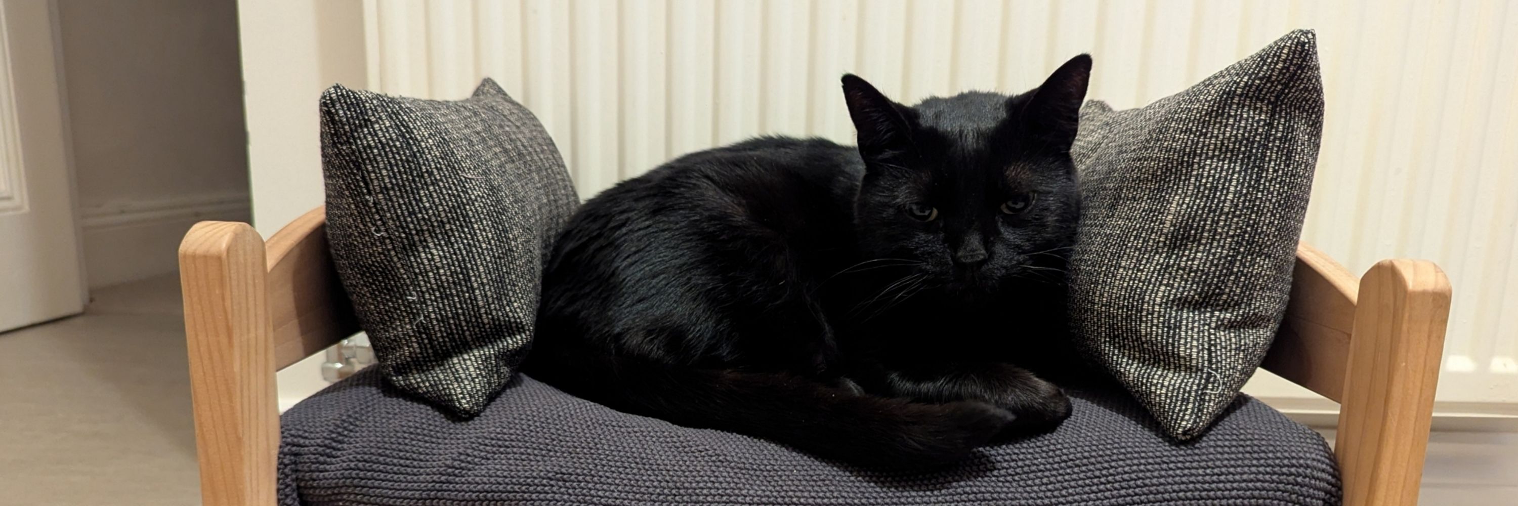 Kitty Dorkling