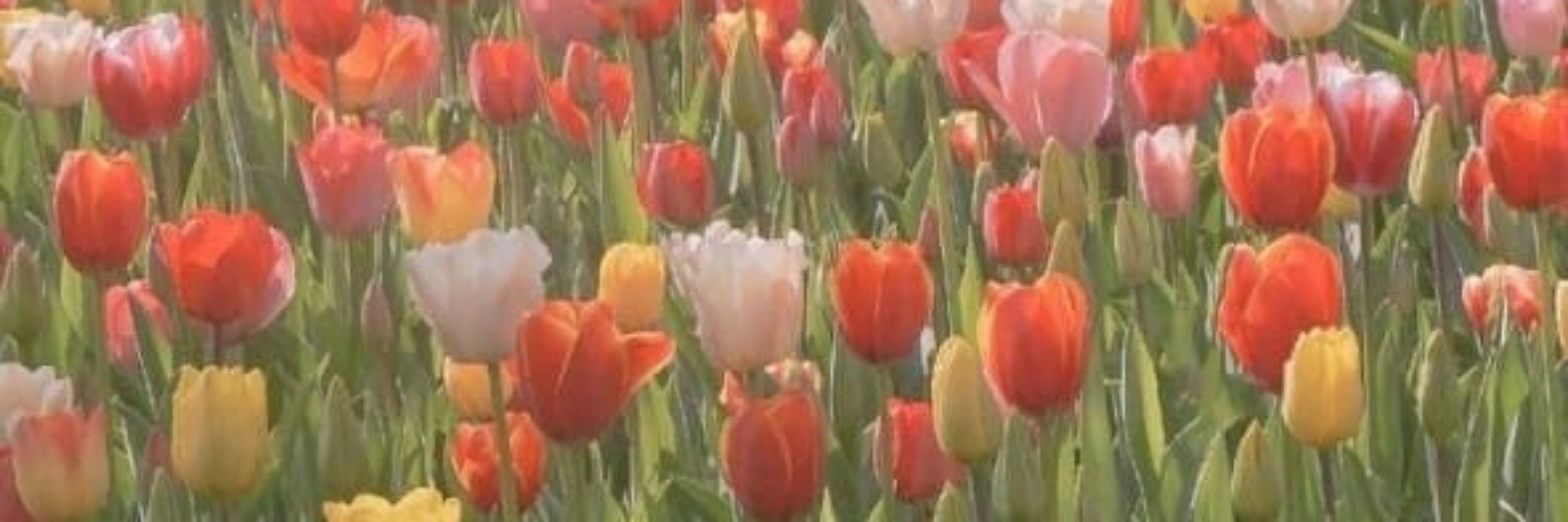 Tyullib 🌷