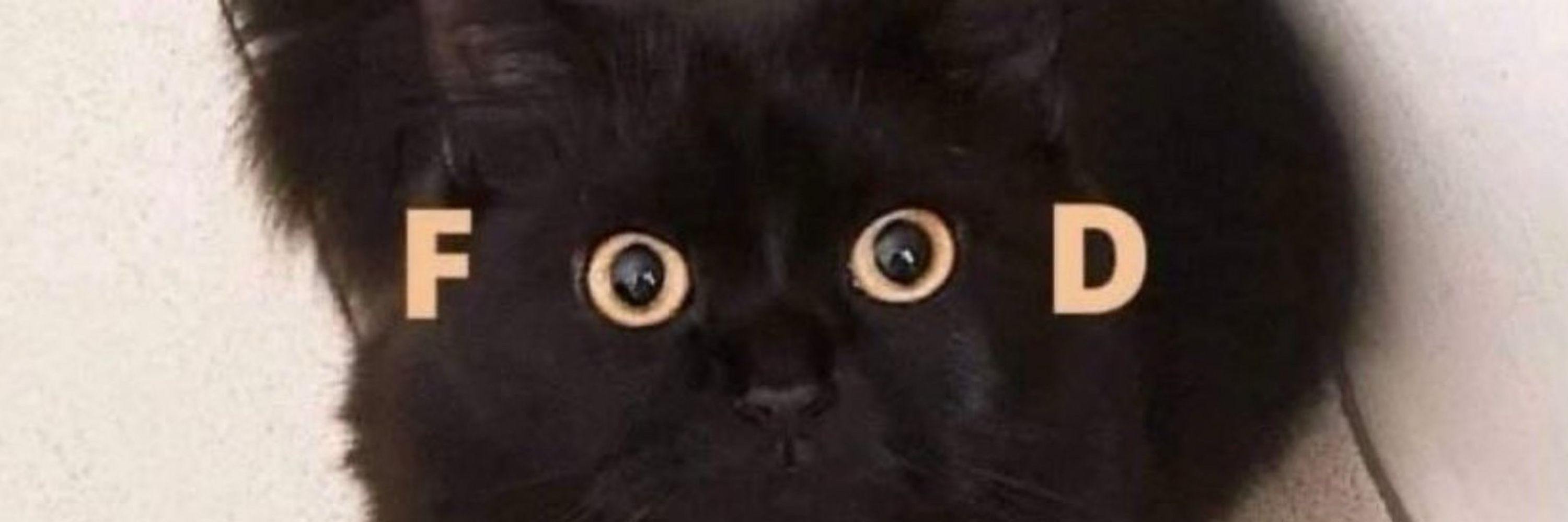 クロ猫