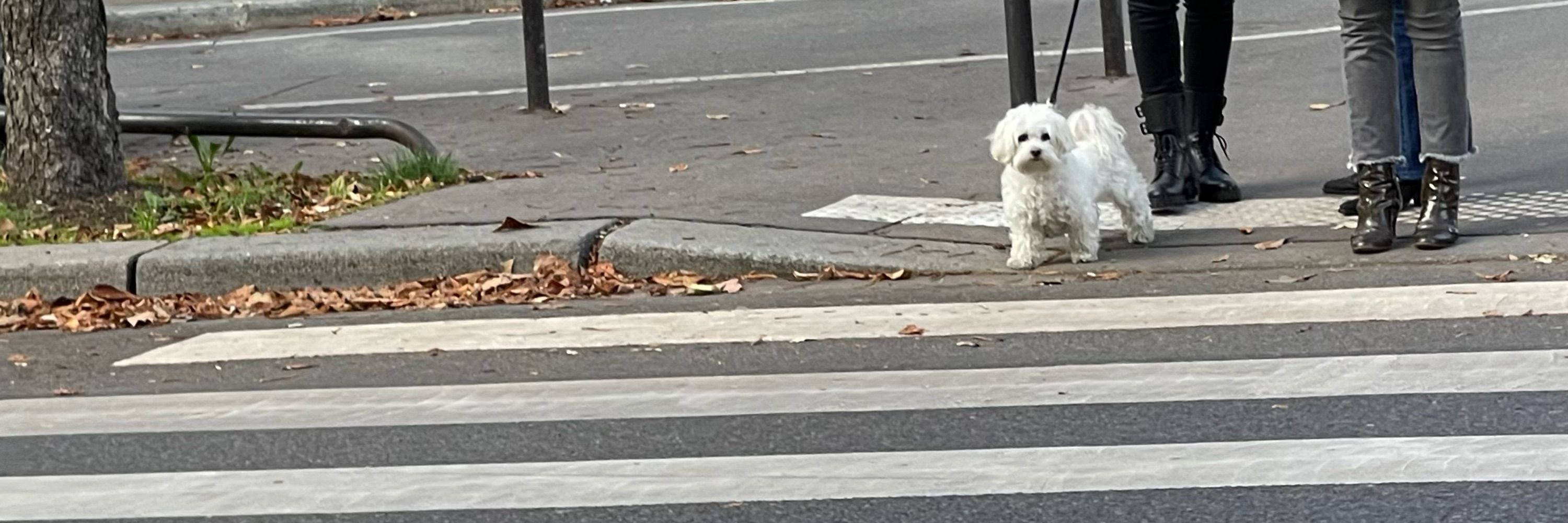 Pet-Friendly Planning