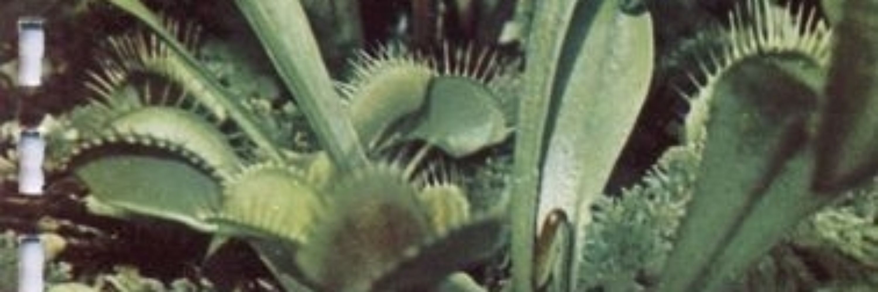 Infernalis