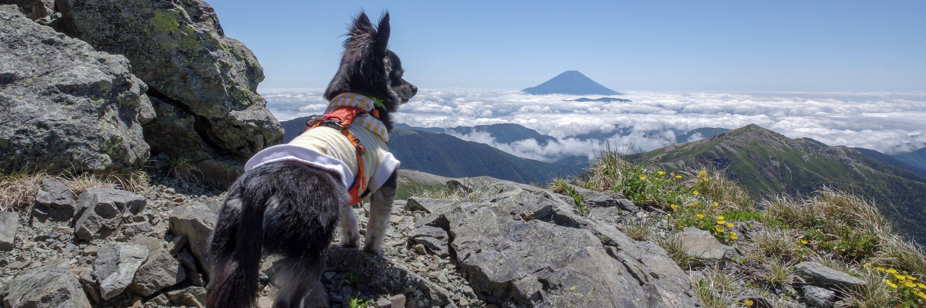 登山犬アーロン