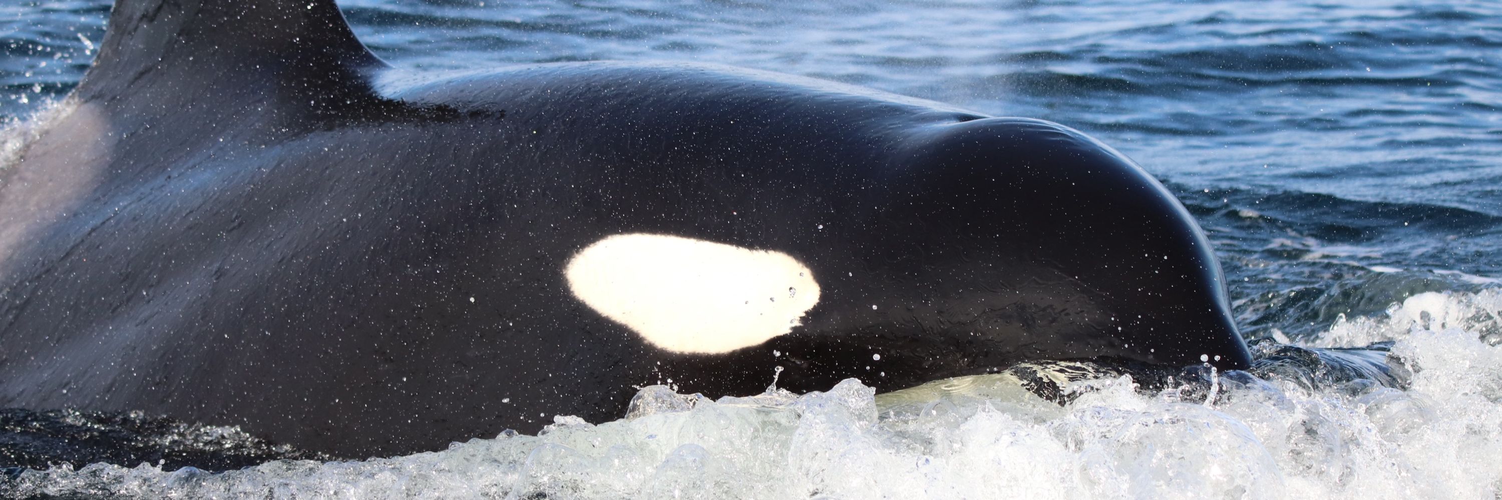 Whale Scientists