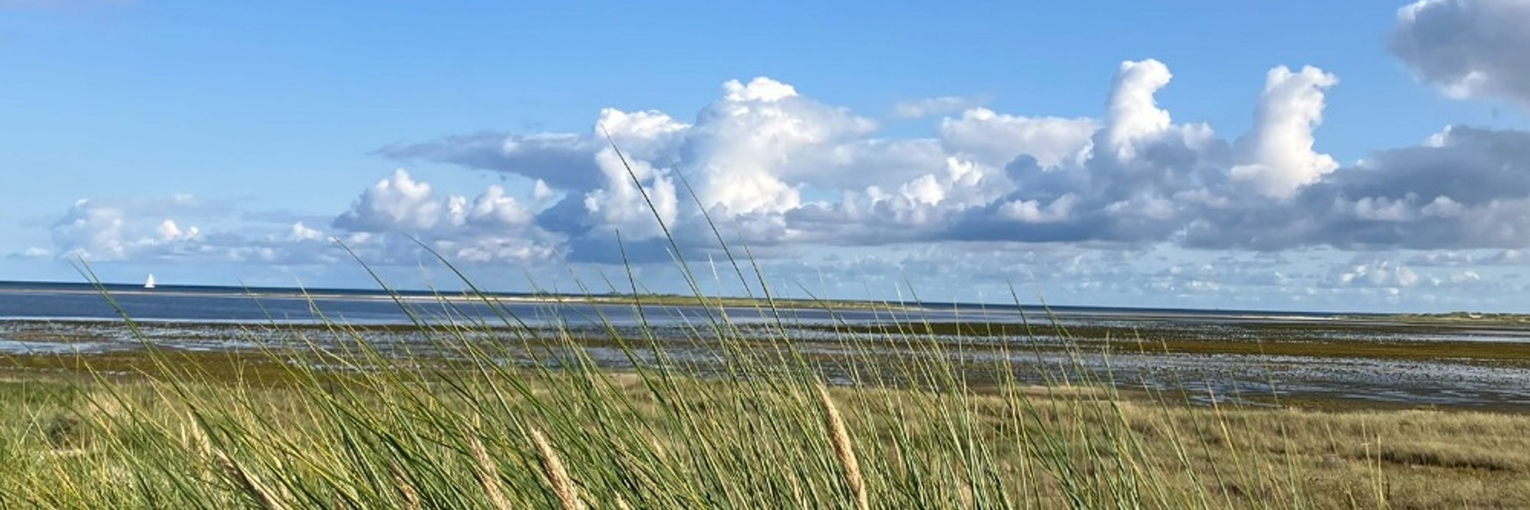 Nordseestern 