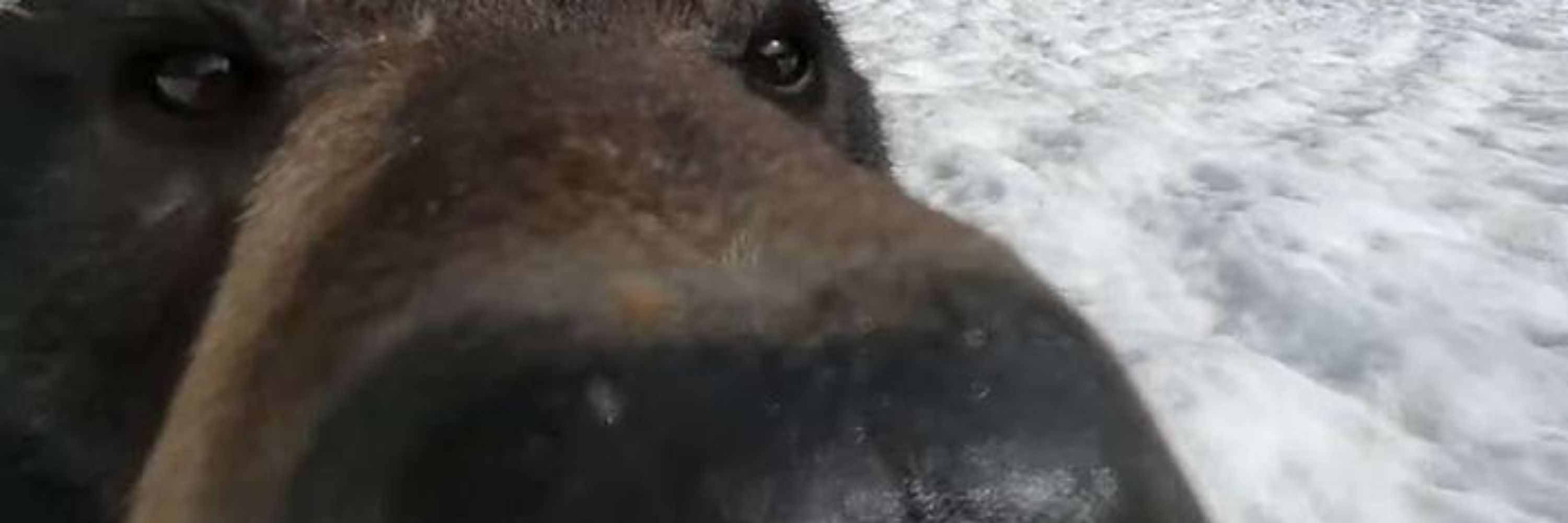 Twilight bear