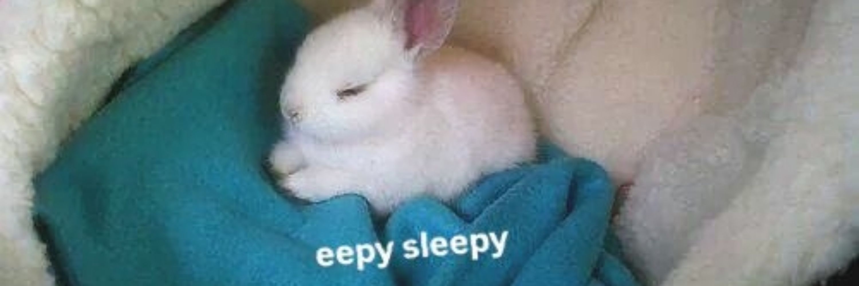 🐇 LEON 🐇