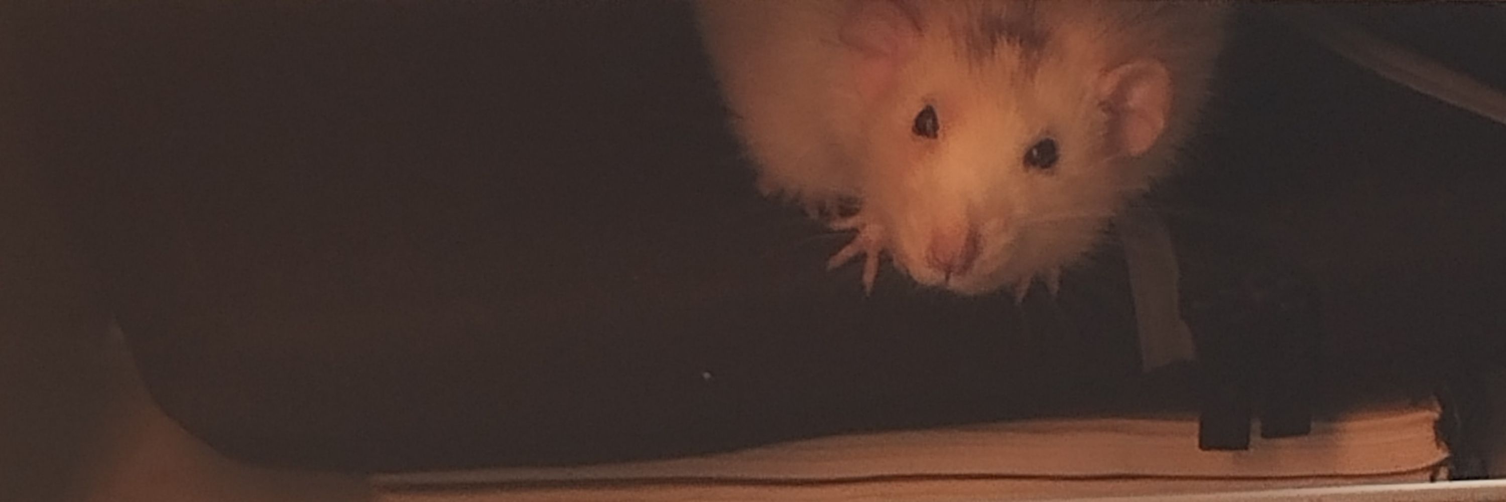 Fercho