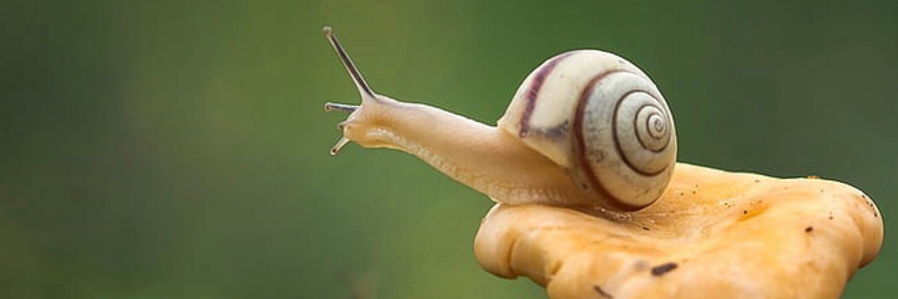 Clive 🐌 🌿 🍄‍🟫 ✨