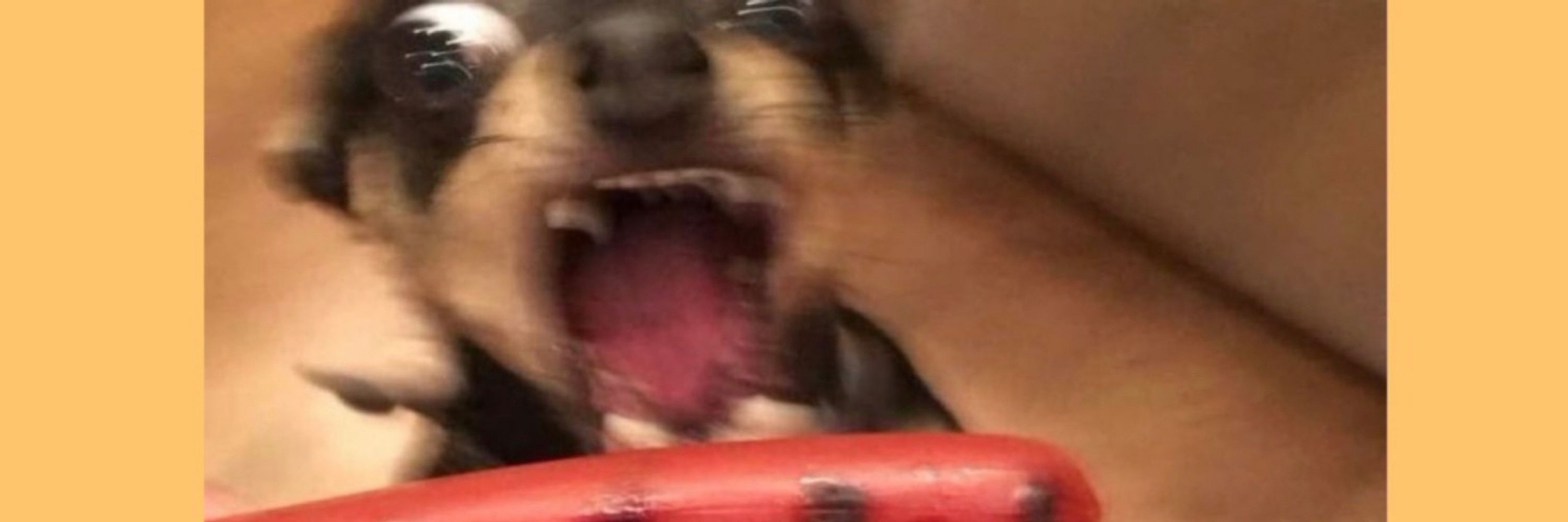 ☀️BORK!!🌴