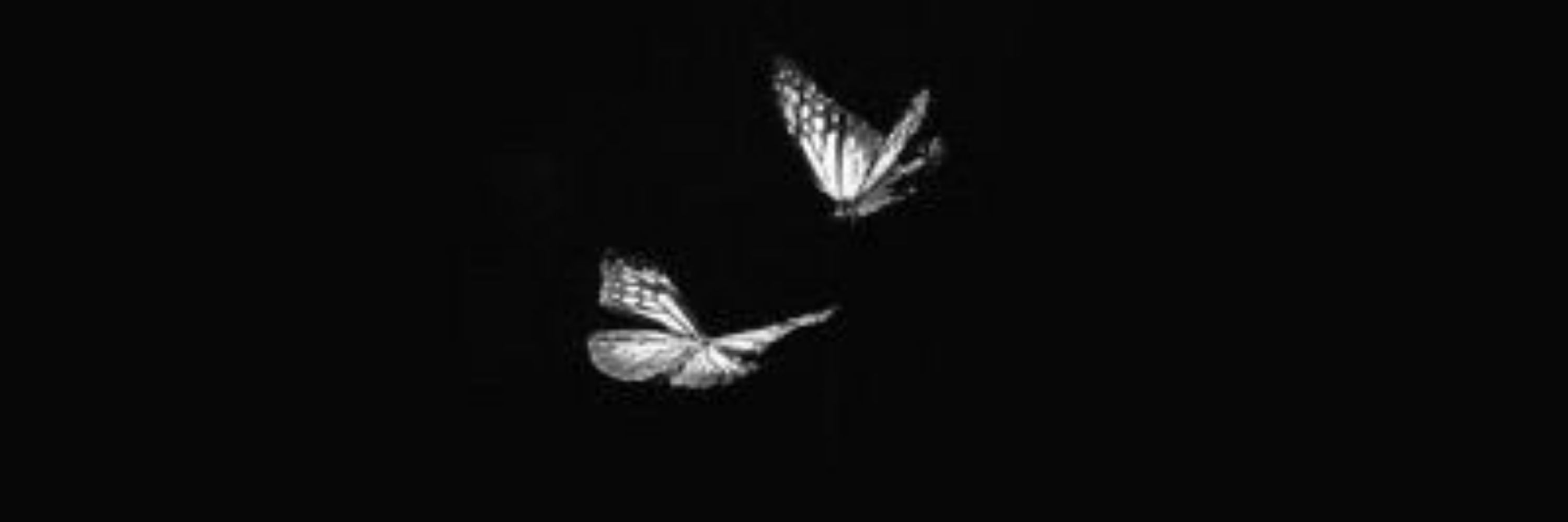 A.V