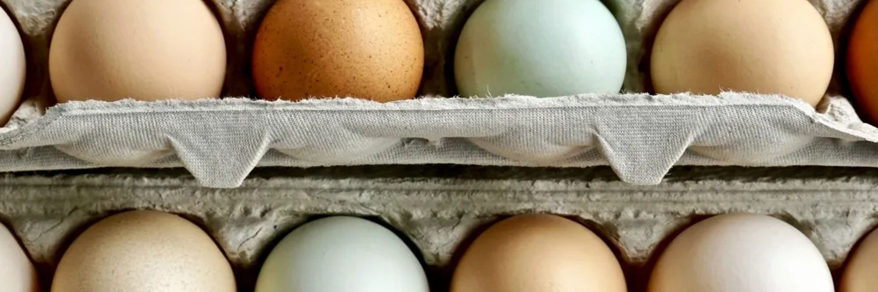 The Egg Watcher