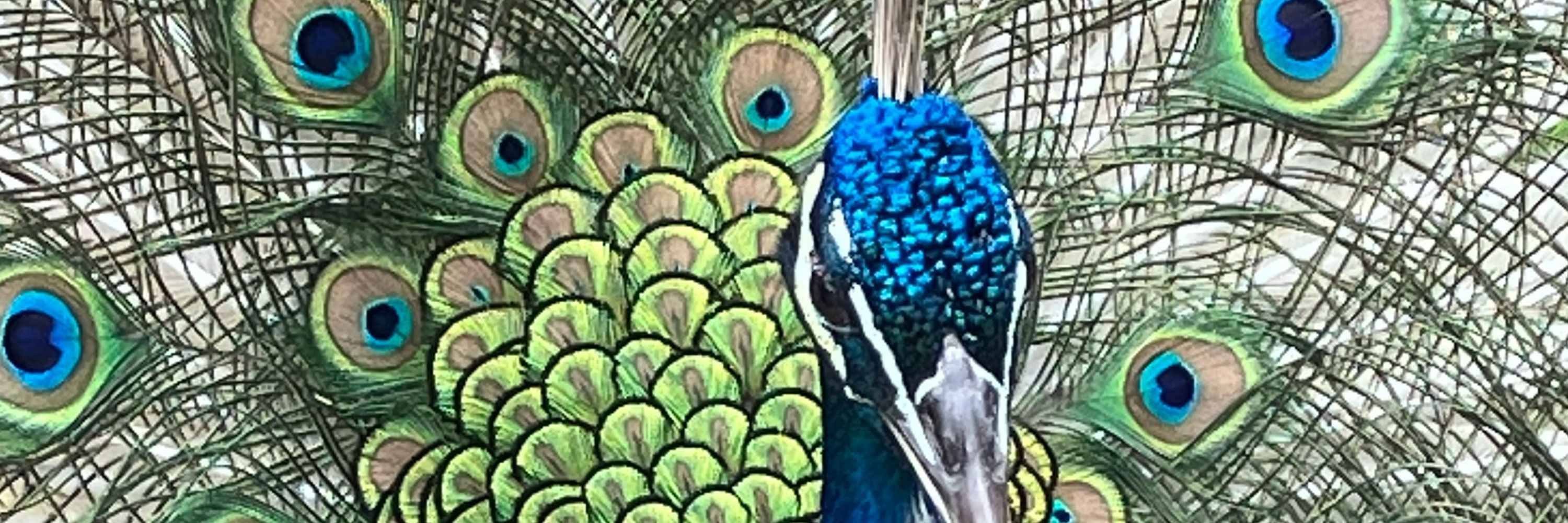 Professor Peacock