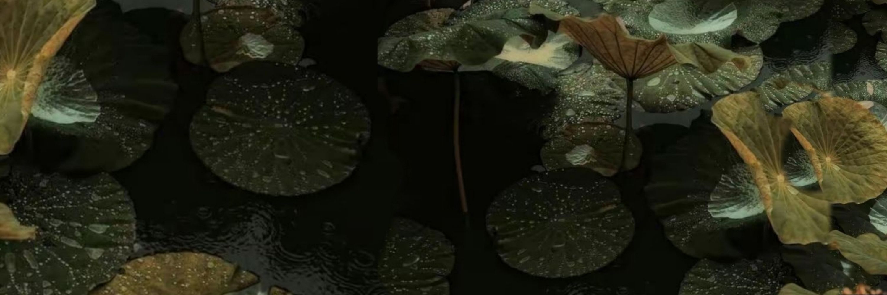 𝓻𝓪𝓲𝓷⚚𝓮𝓿𝓻𝓮𝓷