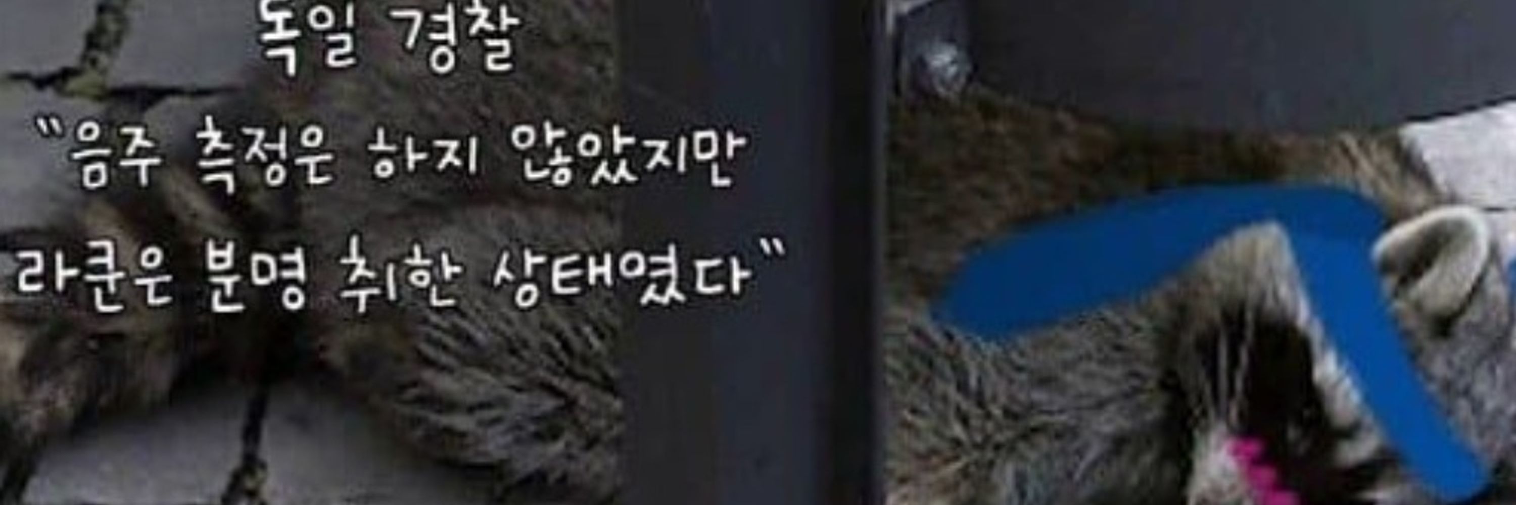 너굴맨