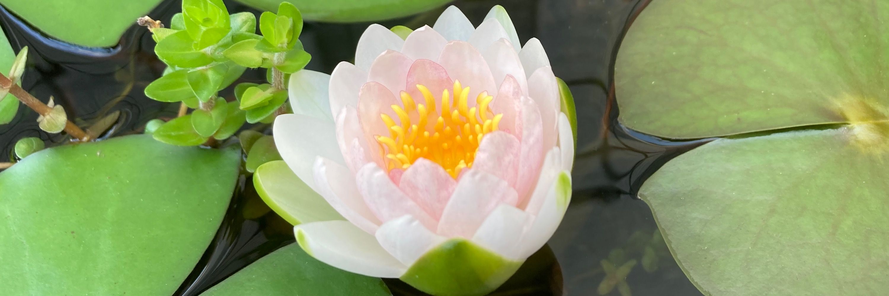 小松 甲