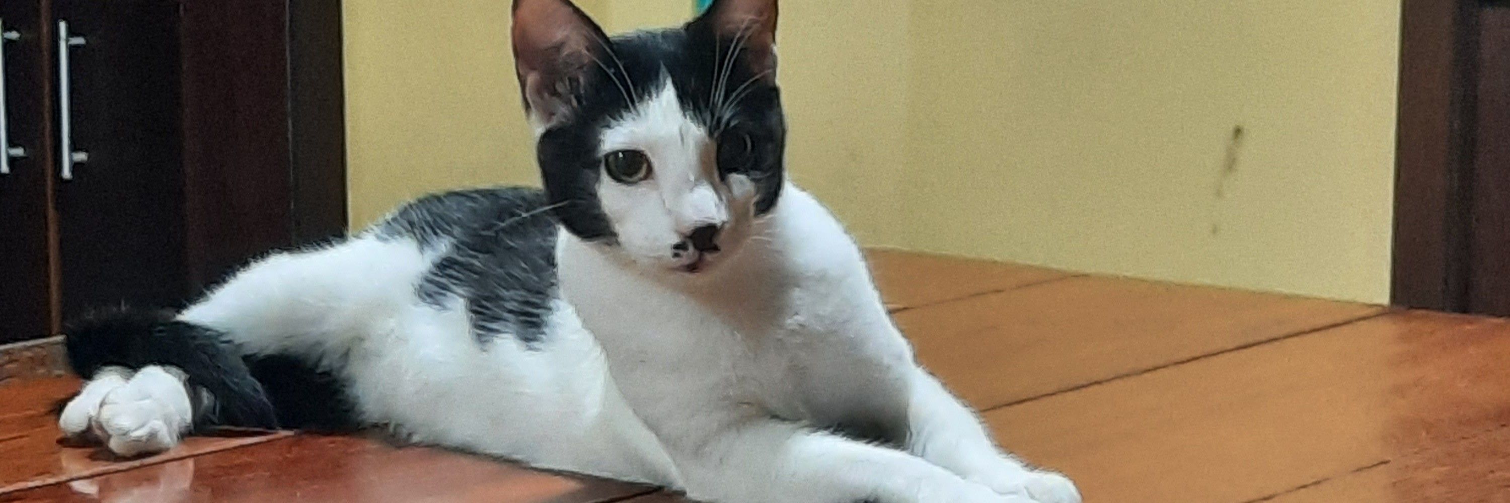 larinha 