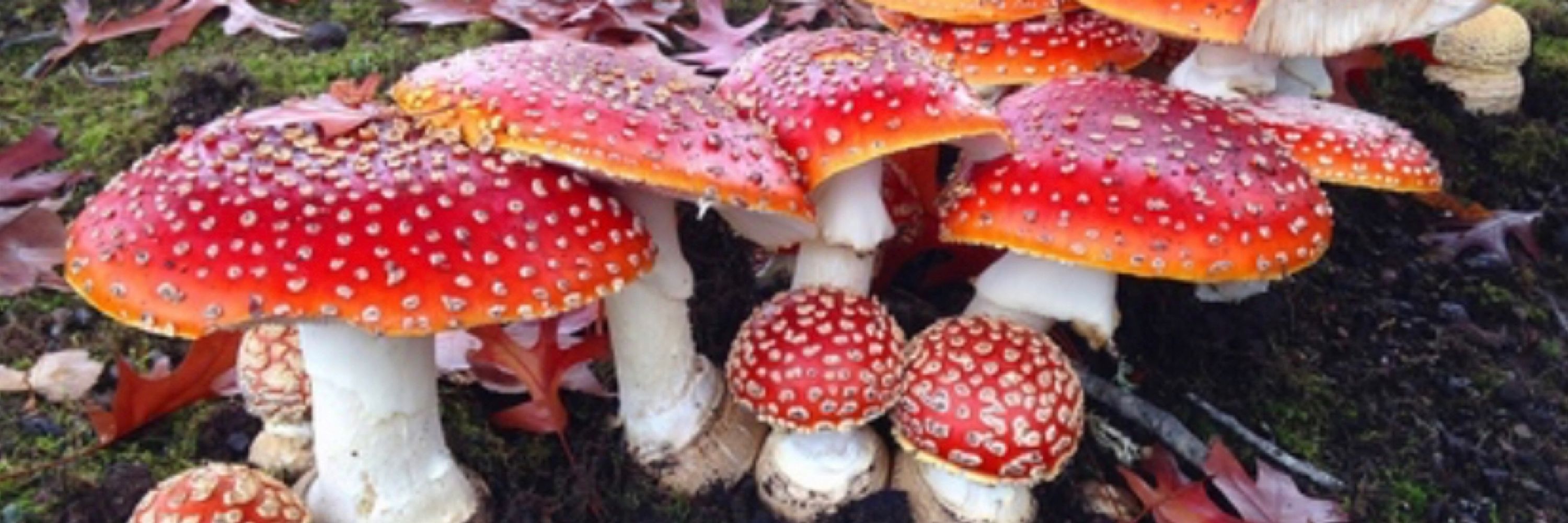 Amanita Muscaria 