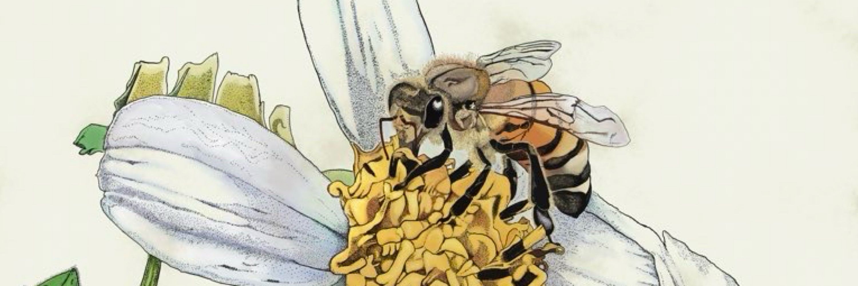 みなみのひげ🐞🌱昆虫画